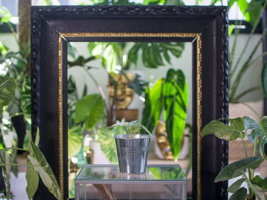 Alocasia Odora 'Batik'
