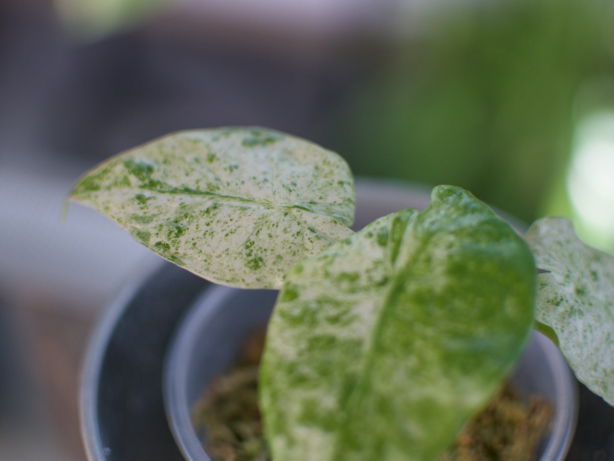 Alocasia Odora 'Batik'