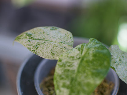 Alocasia Odora 'Batik'