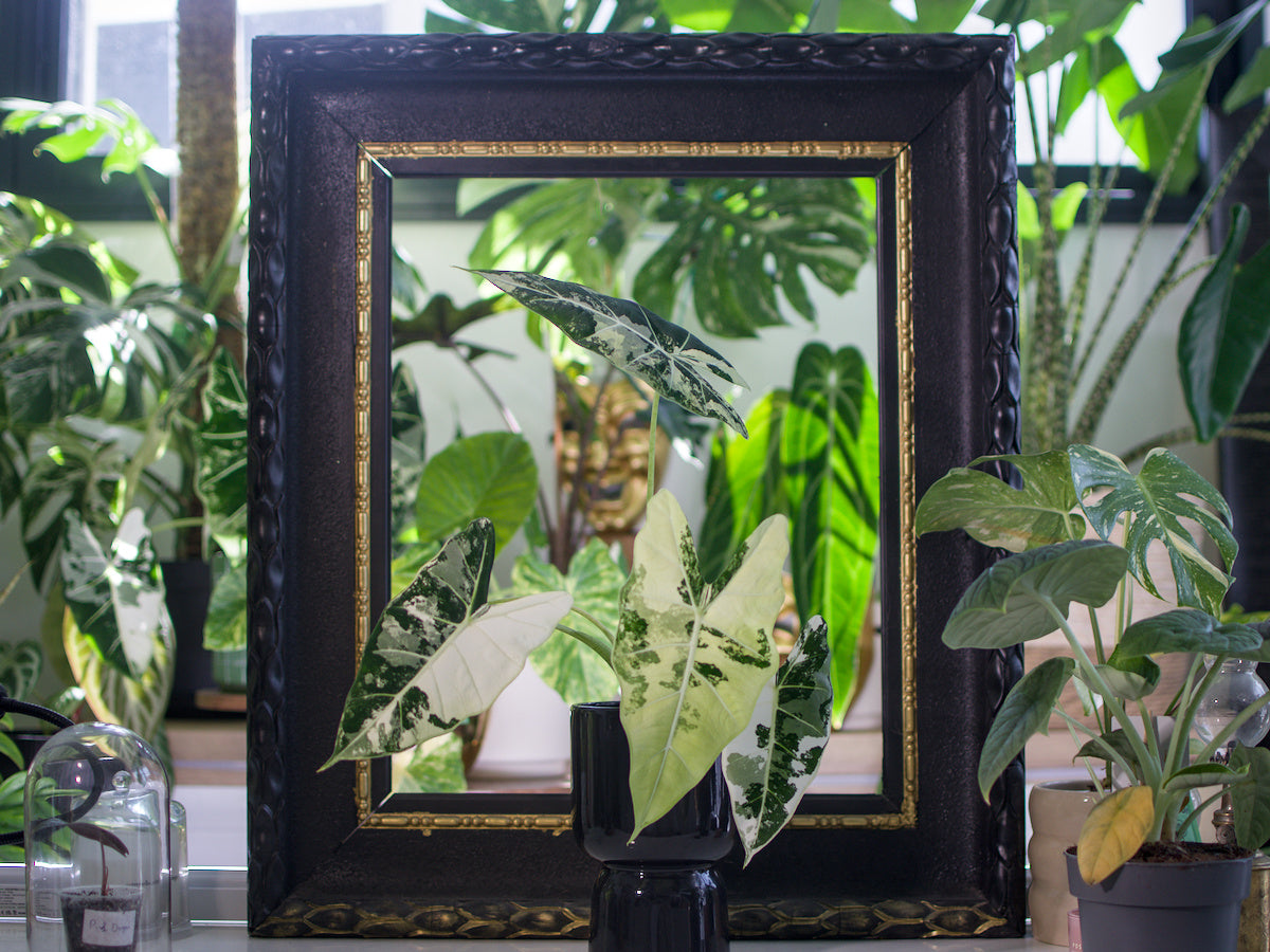 Alocasia 'Frydek' Variegata
