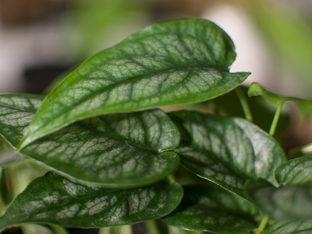 Monstera Siltepecana