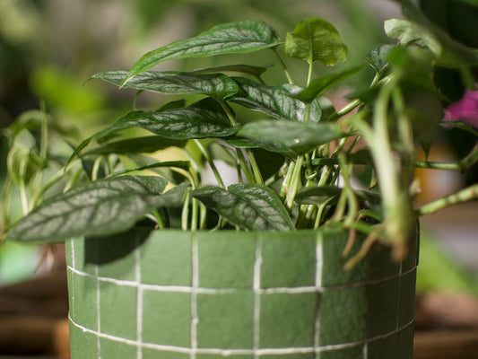 Monstera Siltepecana