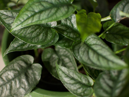 Monstera Siltepecana