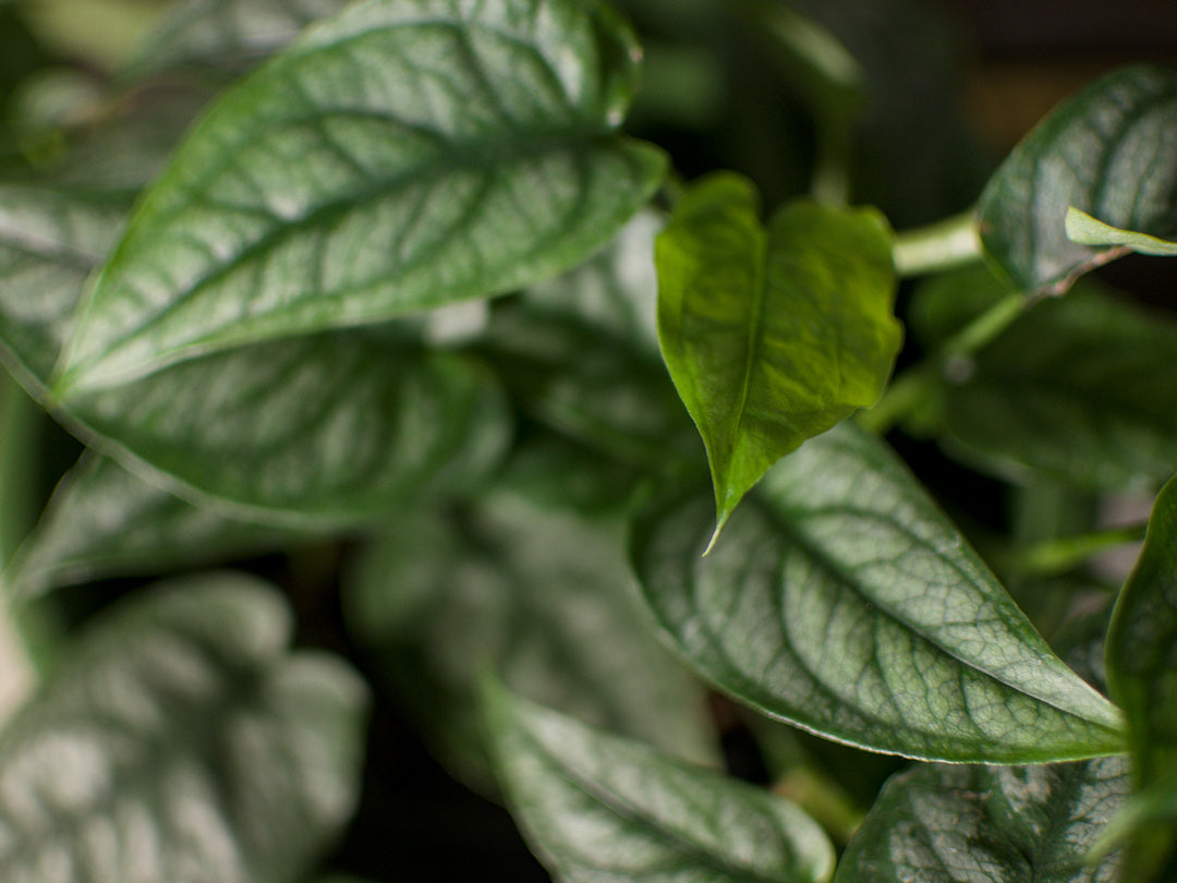 Monstera Siltepecana