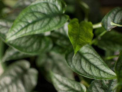 Monstera Siltepecana