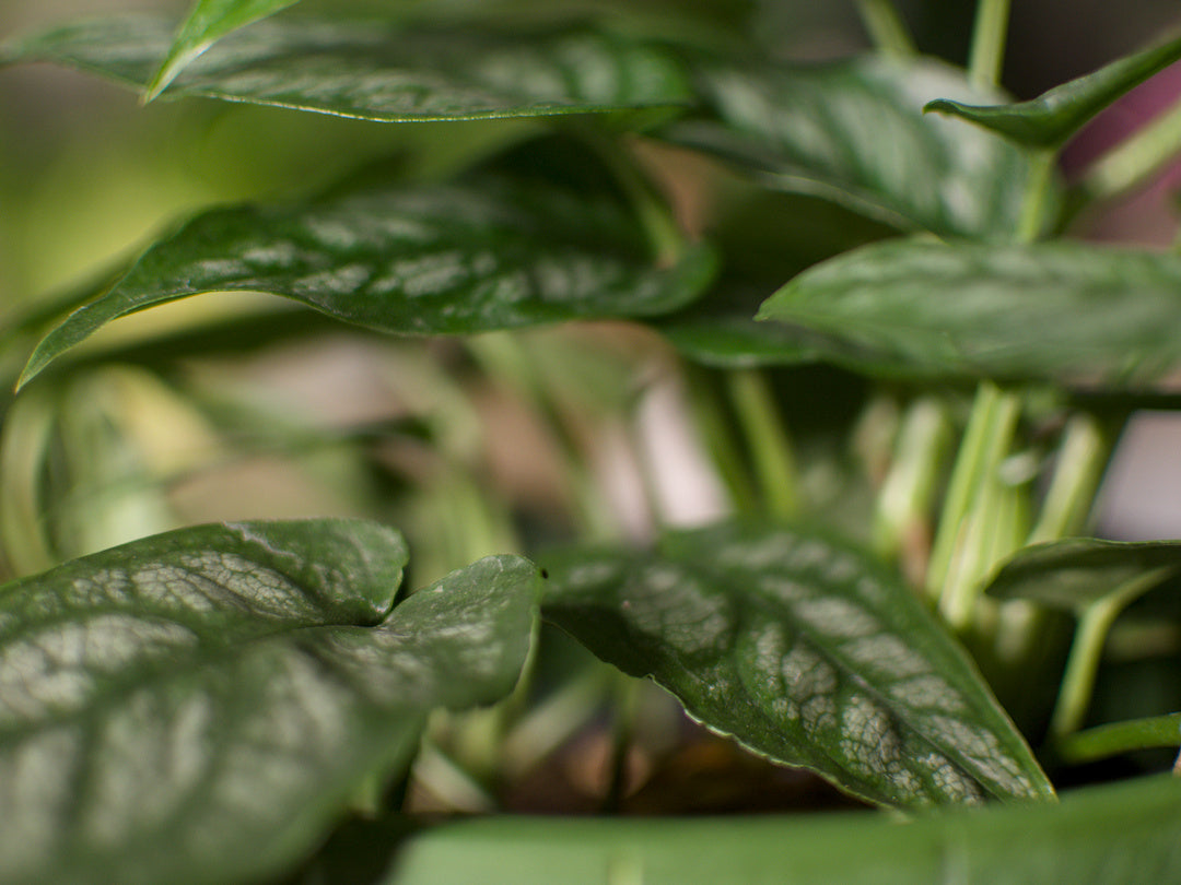 Monstera Siltepecana