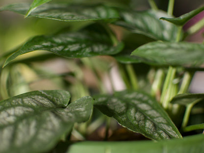 Monstera Siltepecana