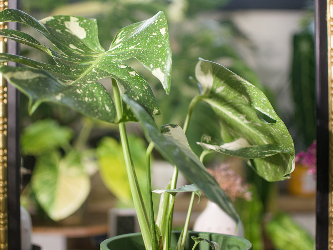 Monstera Thai Constellation