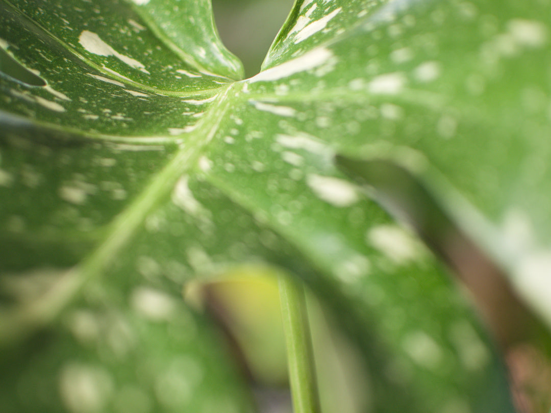 Monstera Thai Constellation