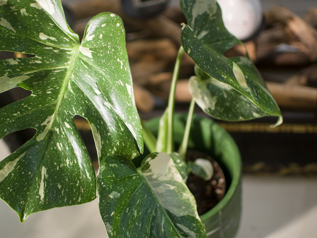 Monstera Thai Constellation