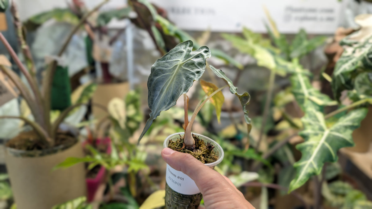 Alocasia Venom