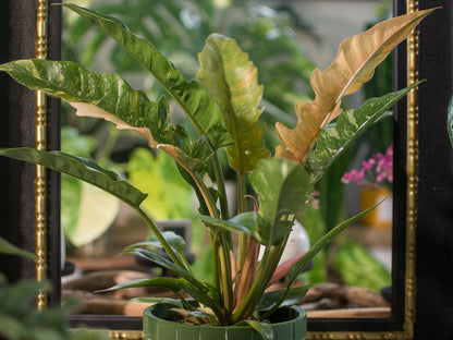 Philodendron Ring of Fire