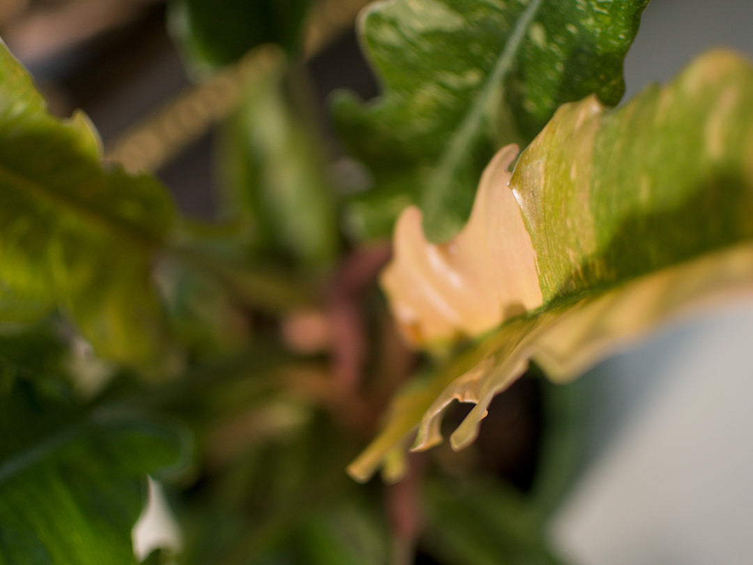 Philodendron Ring of Fire