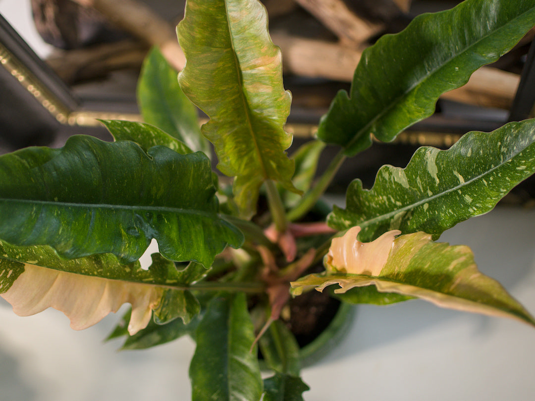 Philodendron Ring of Fire
