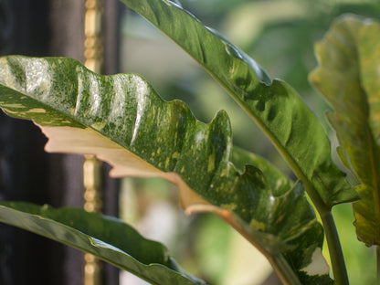 Philodendron Ring of Fire