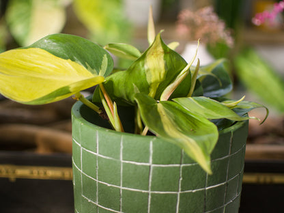 Philodendron Scandens Brasil