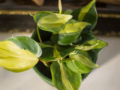 Philodendron Scandens Brasil