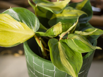 Philodendron Scandens Brasil