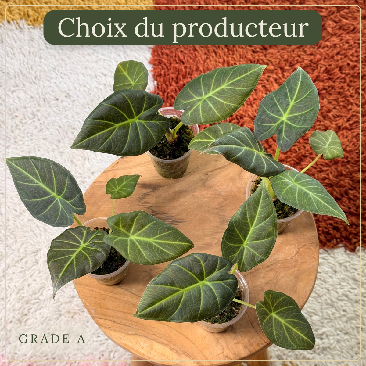 Alocasia Regal Shield Plant x Me