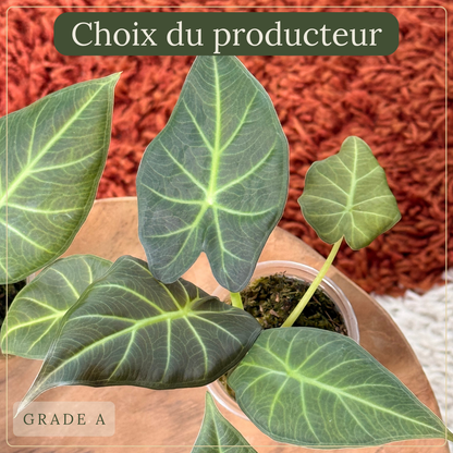 Alocasia Regal Shield Plant x Me
