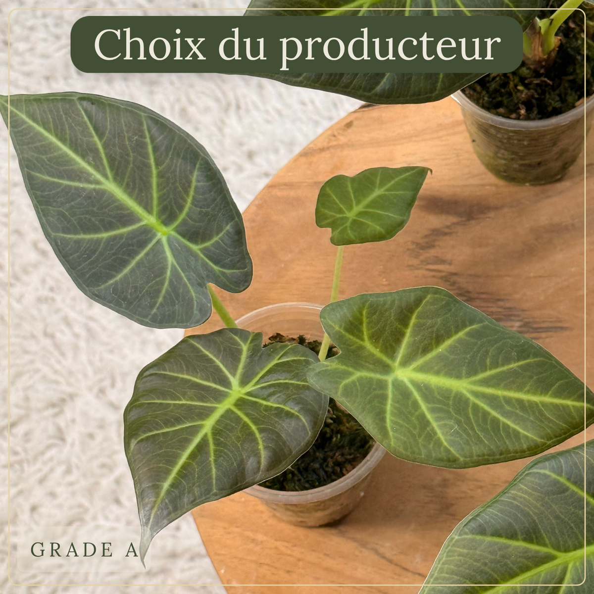 Alocasia Regal Shield Plant x Me