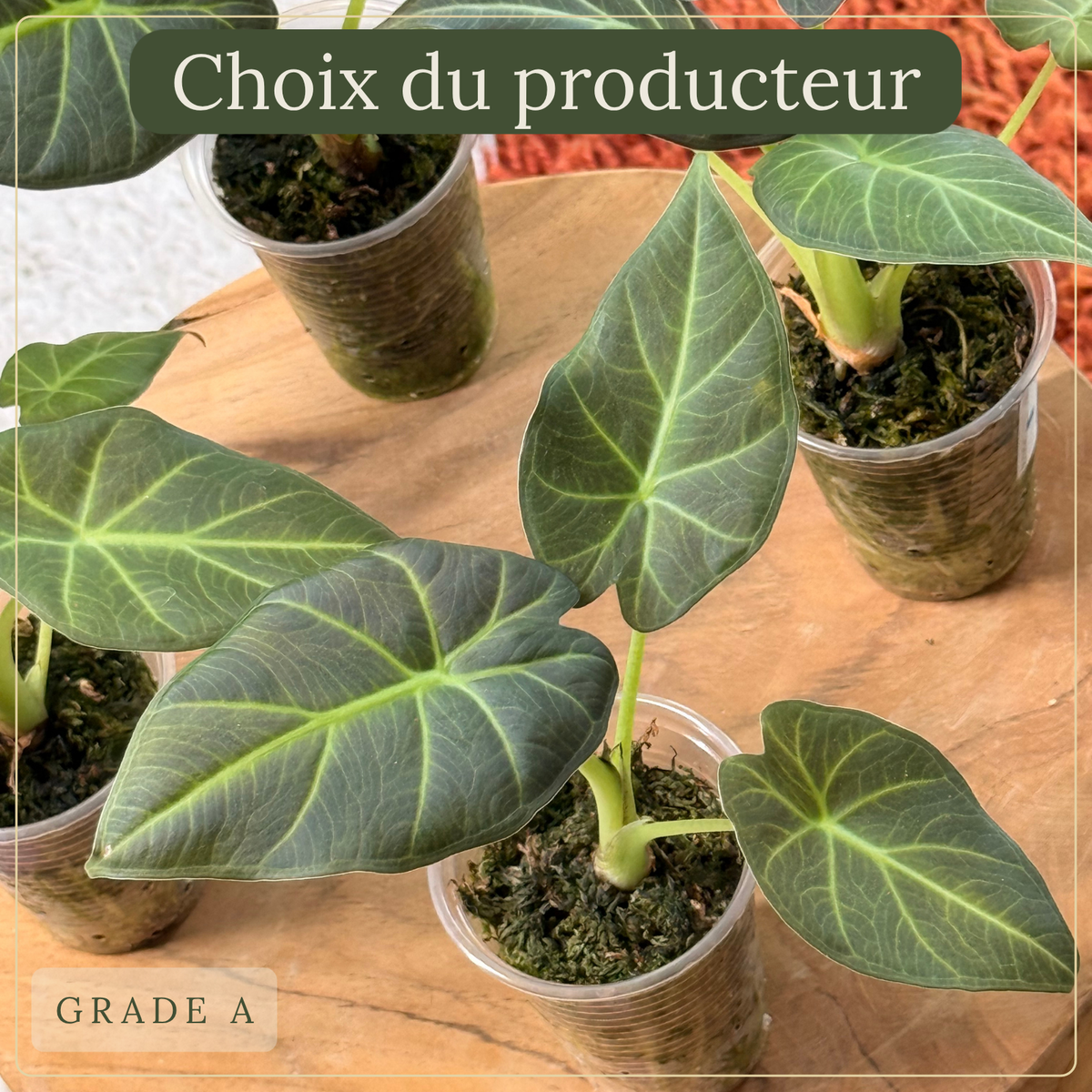 Alocasia Regal Shield Plant x Me