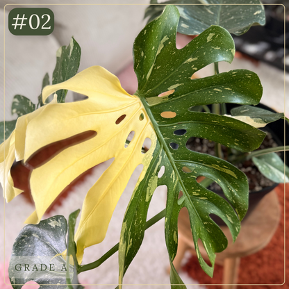 Monstera Thai Constellation #02 Plant x Me