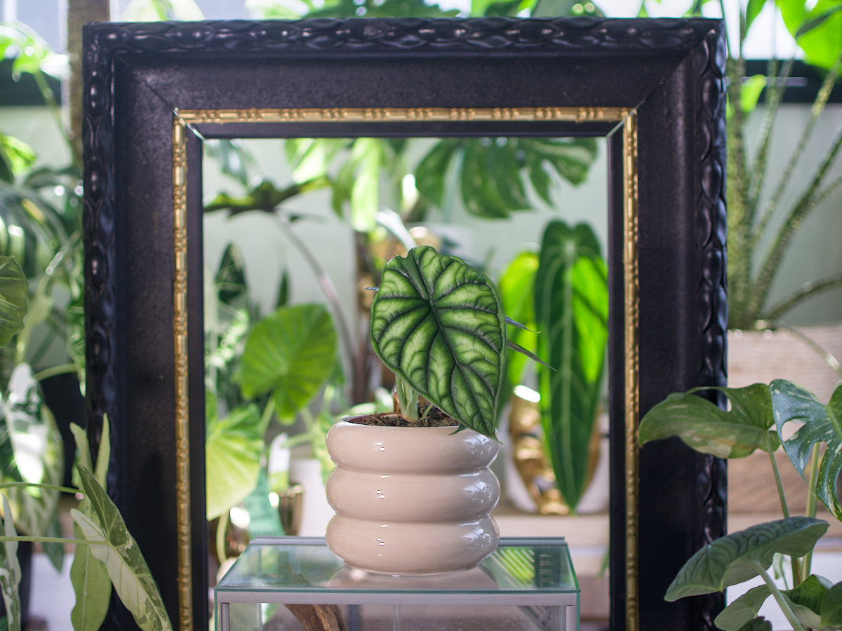 Alocasia baginda 'Dragon Scale'