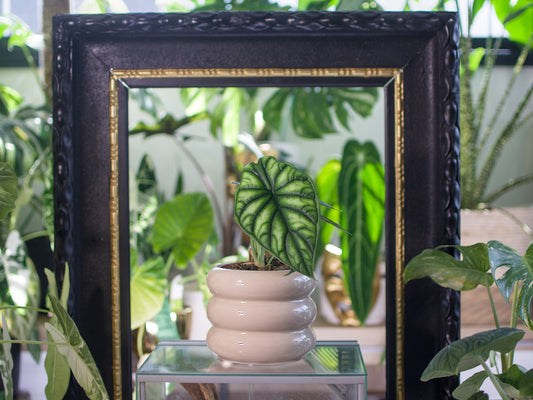 Alocasia baginda 'Dragon Scale'