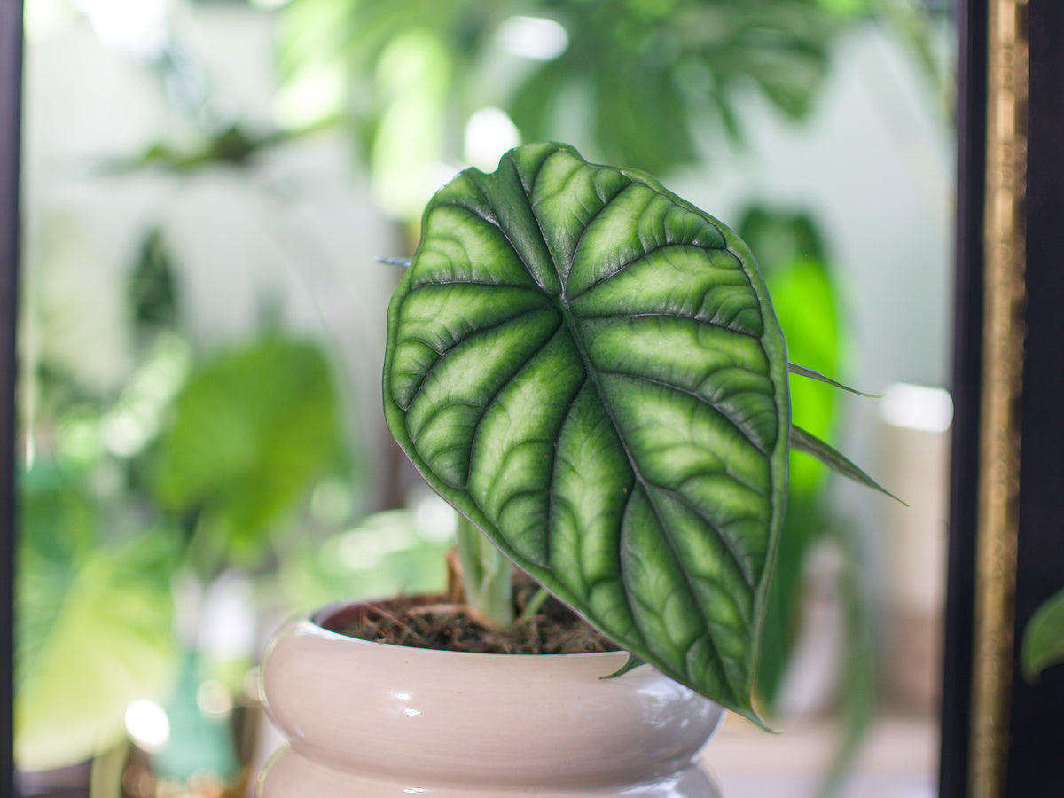 Alocasia baginda 'Dragon Scale'