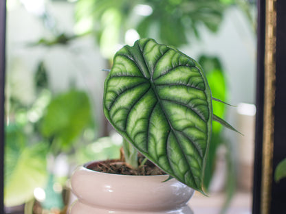 Alocasia baginda 'Dragon Scale'