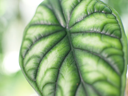 Alocasia baginda 'Dragon Scale'