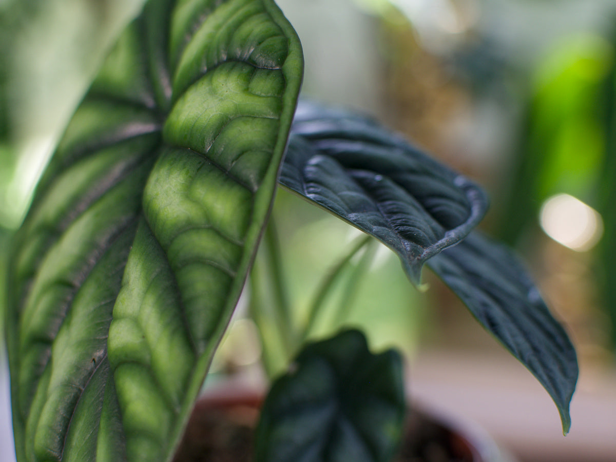 Alocasia baginda 'Dragon Scale'