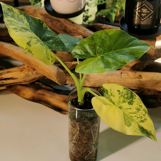 Alocasia macrorrhiza ‘Aurea’ M – Semi-hydroponie Plant x Me