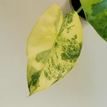 Alocasia macrorrhiza ‘Aurea’ M – Semi-hydroponie Plant x Me