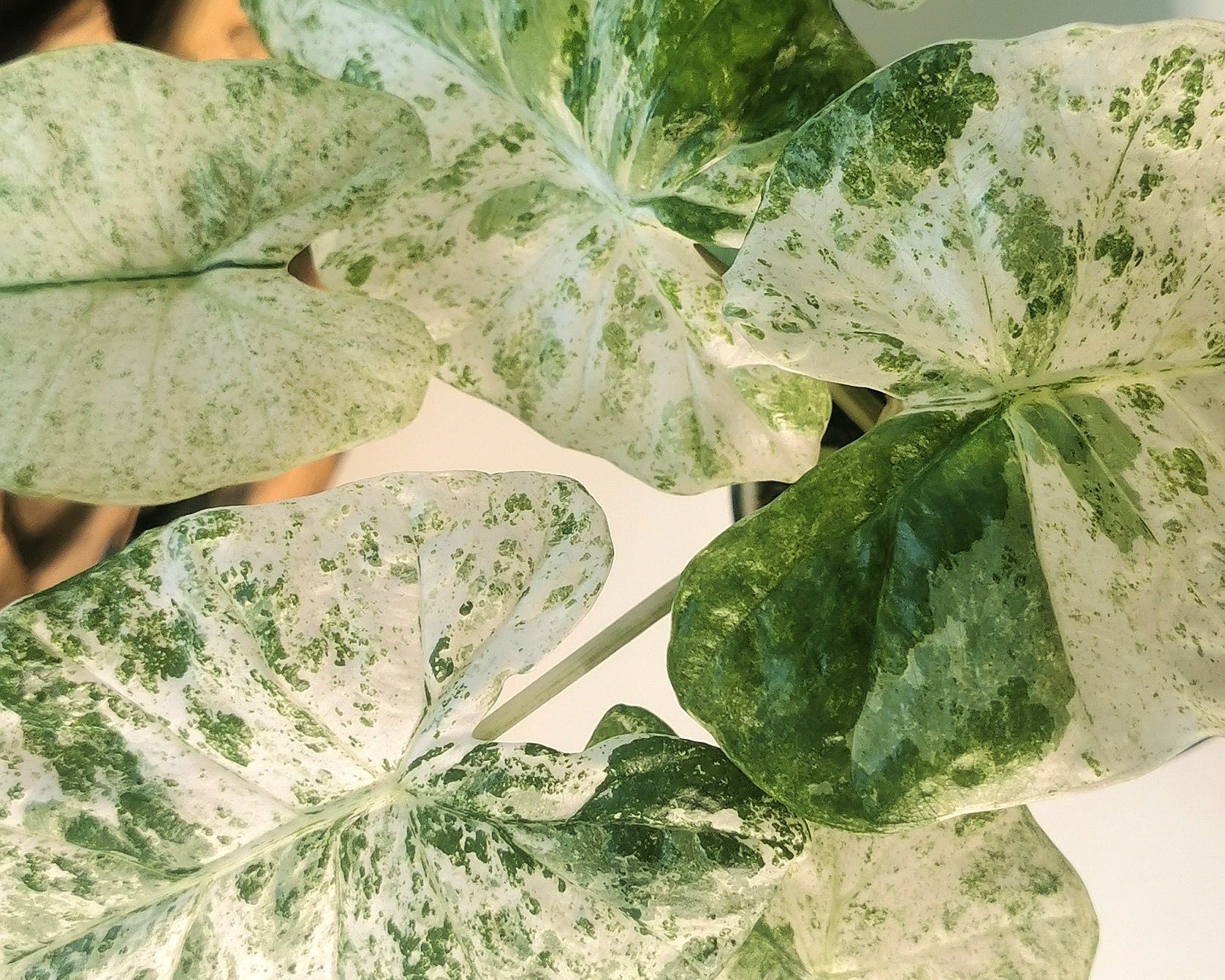 Alocasia Odora Batik Plant x Me