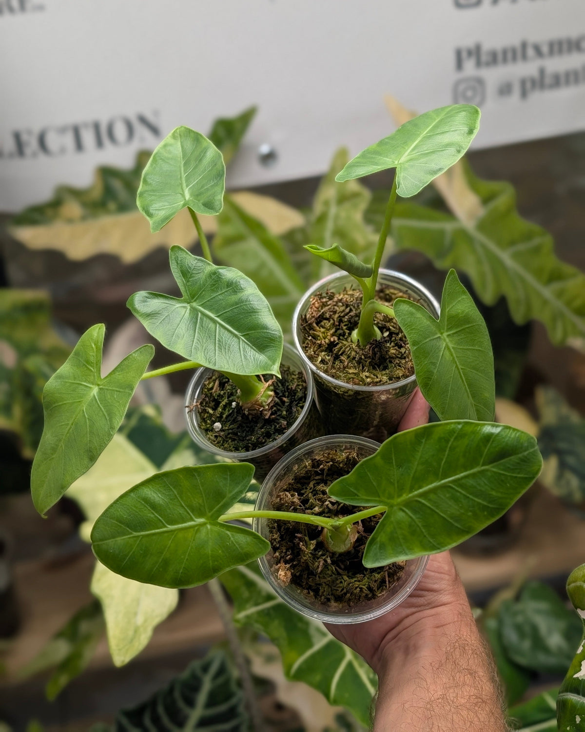 Lot Macrorrhiza Reverted Plant x Me