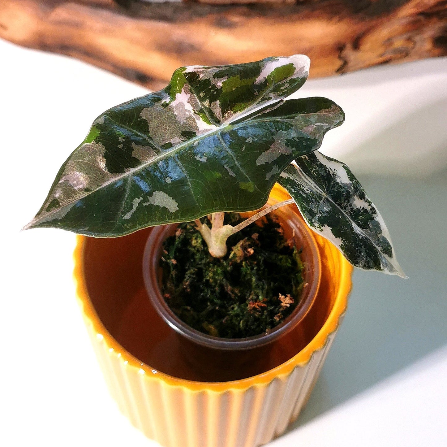 Alocasia Pseudo Sanderiana Pink Plant x Me