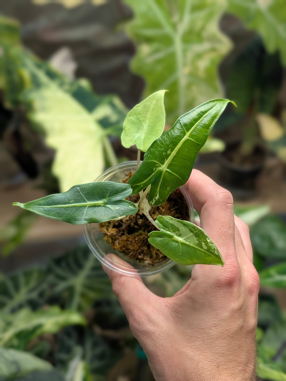 Alocasia Sarian Albo Plant x Me