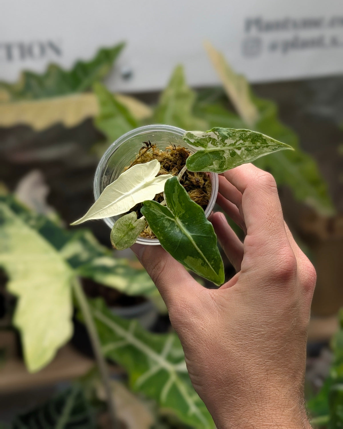 Alocasia Sarian Albo Plant x Me