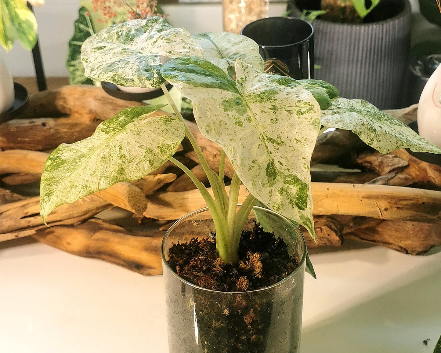 Alocasia Odora Batik Plant x Me