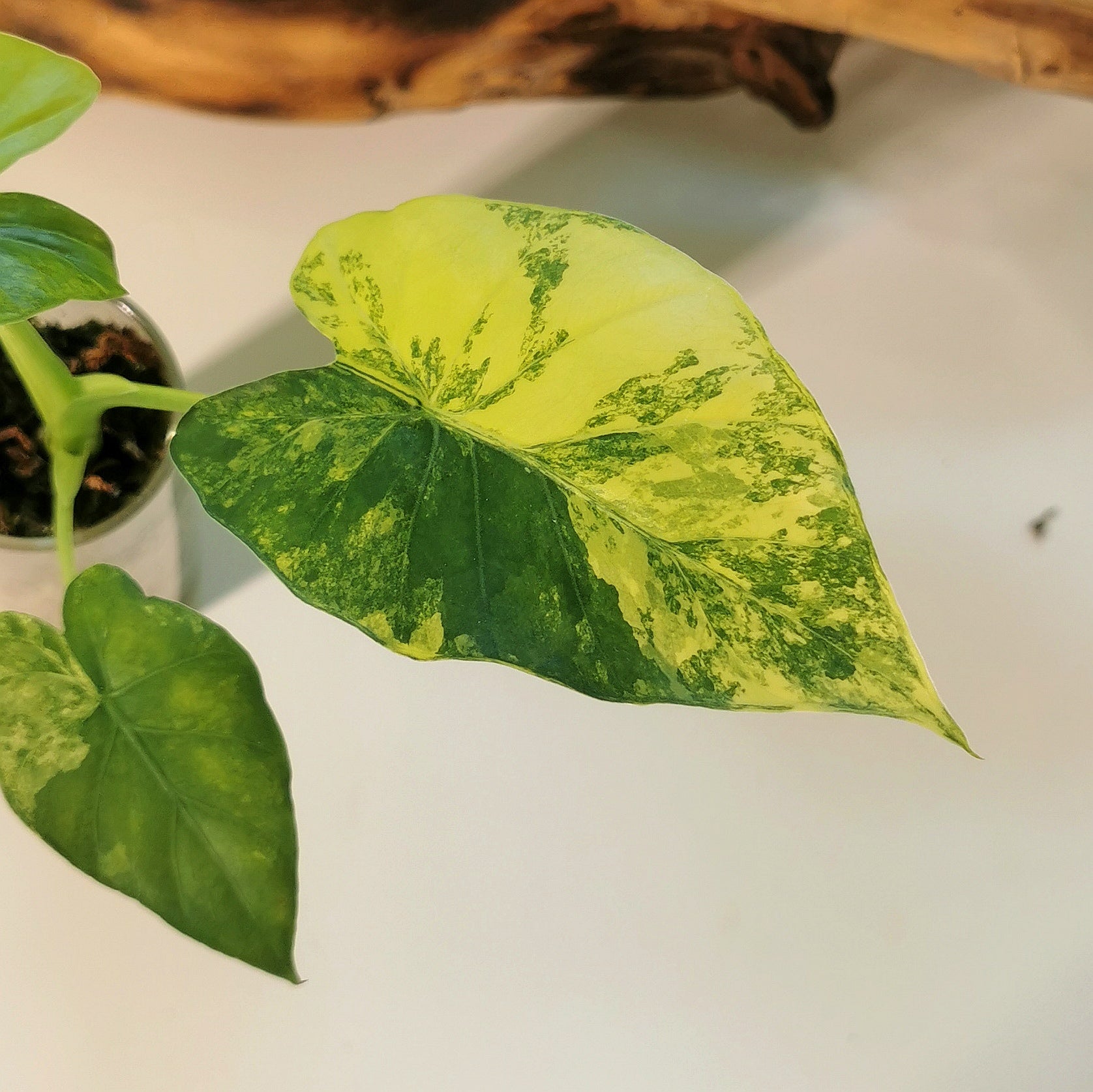 Alocasia macrorrhiza ‘Aurea’ M – Semi-hydroponie Plant x Me