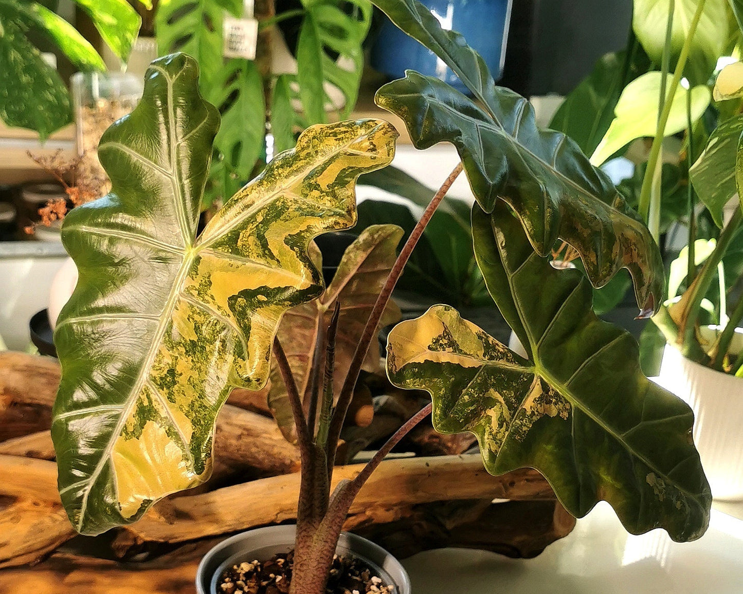 Alocasia Pseudo Sanderiana Aurea - Corms Plant x Me