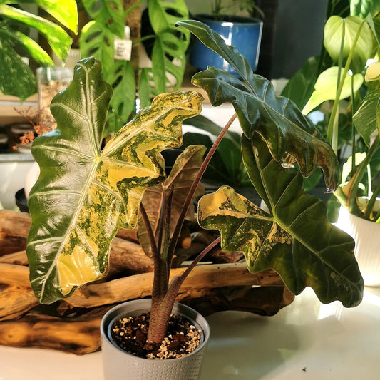 Alocasia Pseudo Sanderiana Aurea - Corms Plant x Me