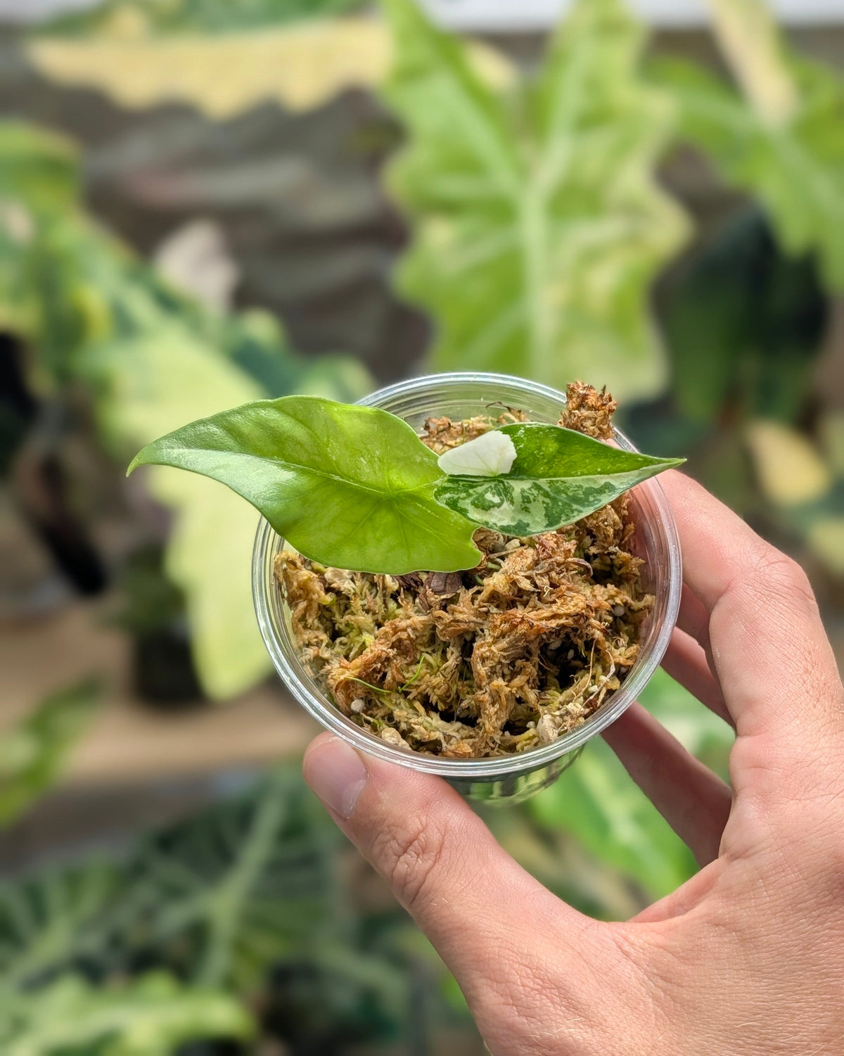 Alocasia Simpo Albo Plant x Me