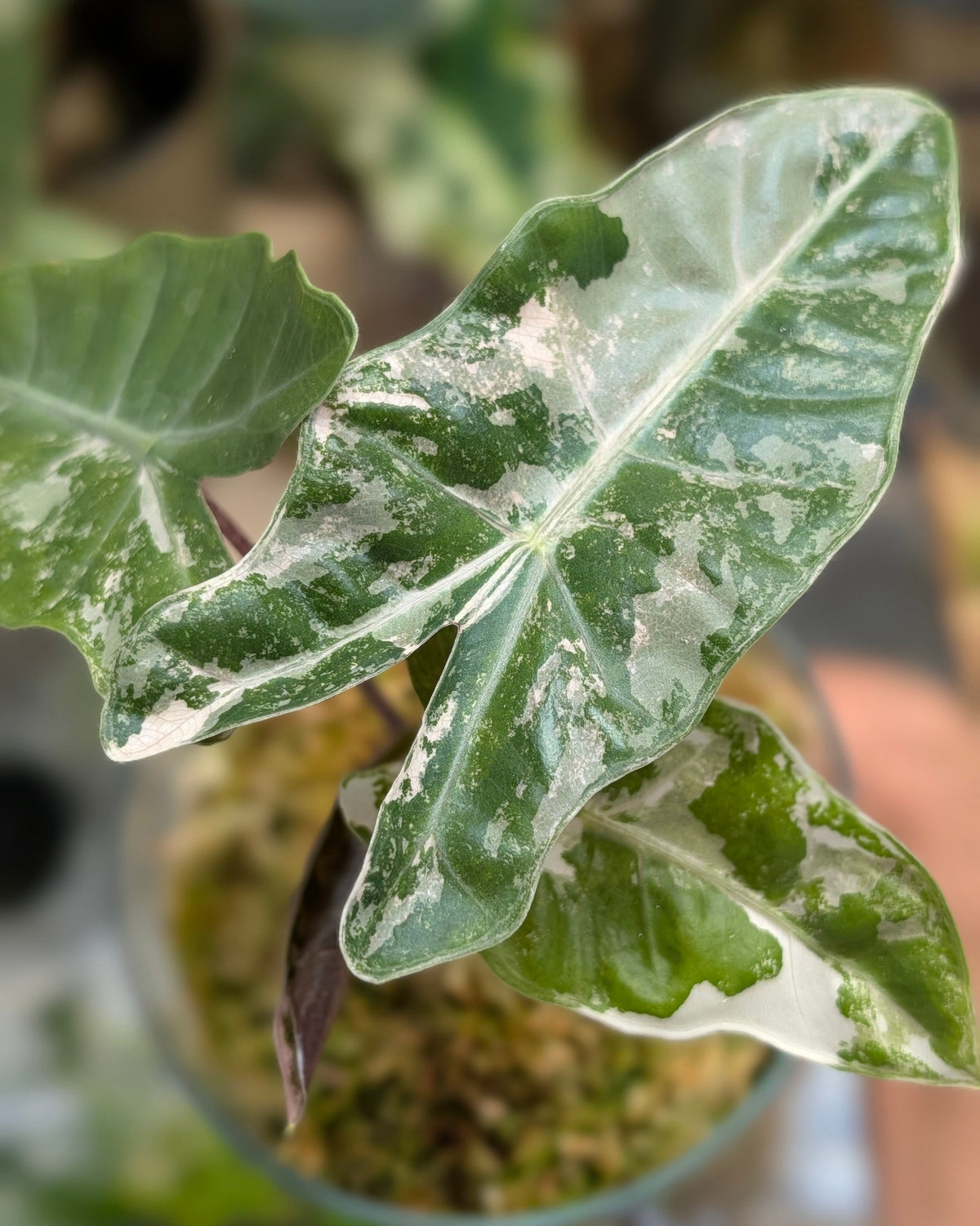 Alocasia Pseudo Sanderiana Pink - Semi hydro Plant x Me