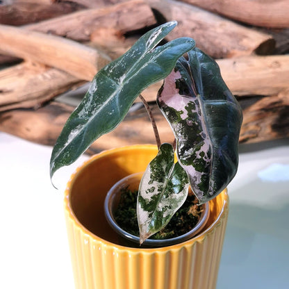 Alocasia Pseudo Sanderiana Pink Plant x Me