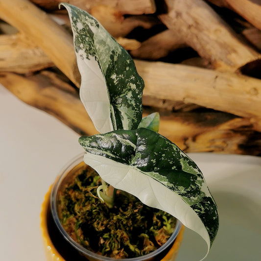 Sans titre 19mars_10:08 Plant x Me