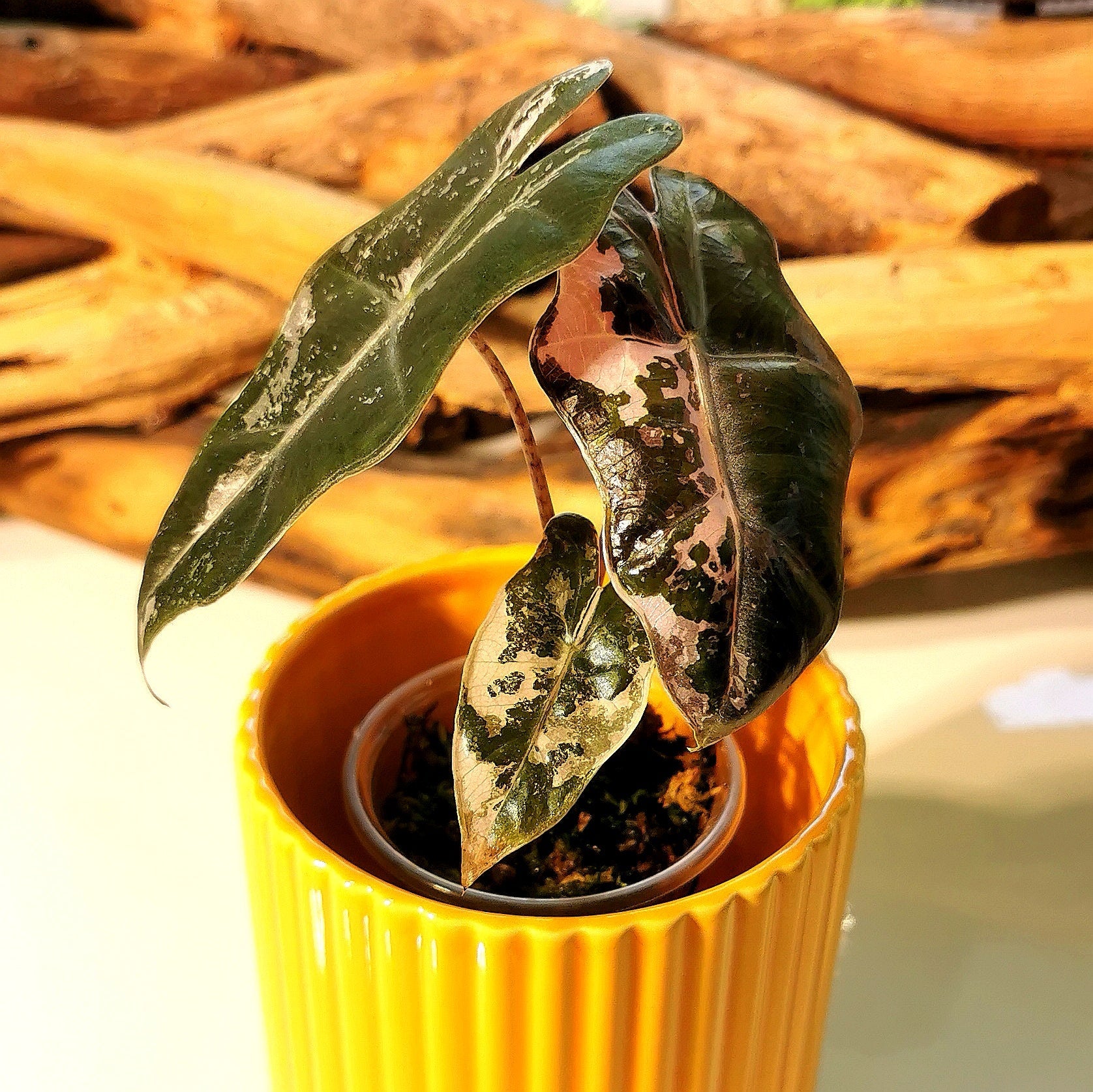 Alocasia Pseudo Sanderiana Pink Plant x Me