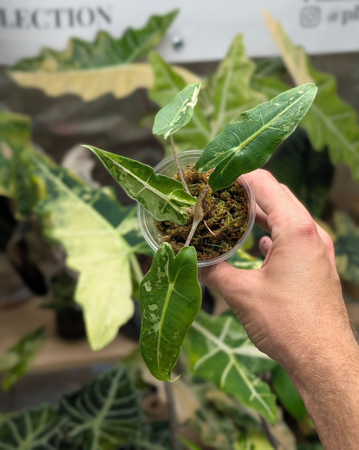 Alocasia Sarian Albo Plant x Me